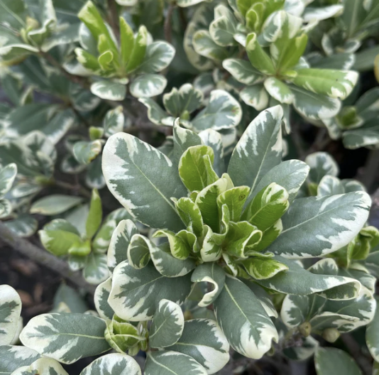 Pittosporum tobira ‘Variegata’ (Variegated Mock Orange)