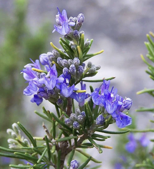 Rosmarinus officinalis ‘Tuscan Blue’ (Rosemary)