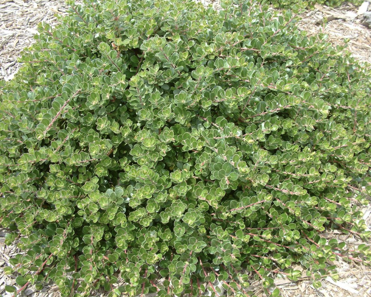 Arctostaphylos ‘Emerald Carpet’ (Manzanita)