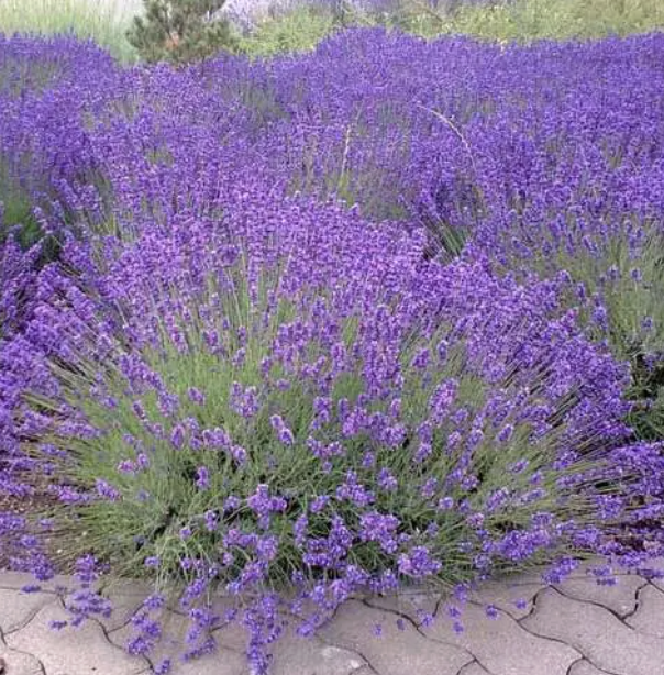 Lavandula A. ‘Munstead’ (English Lavender)