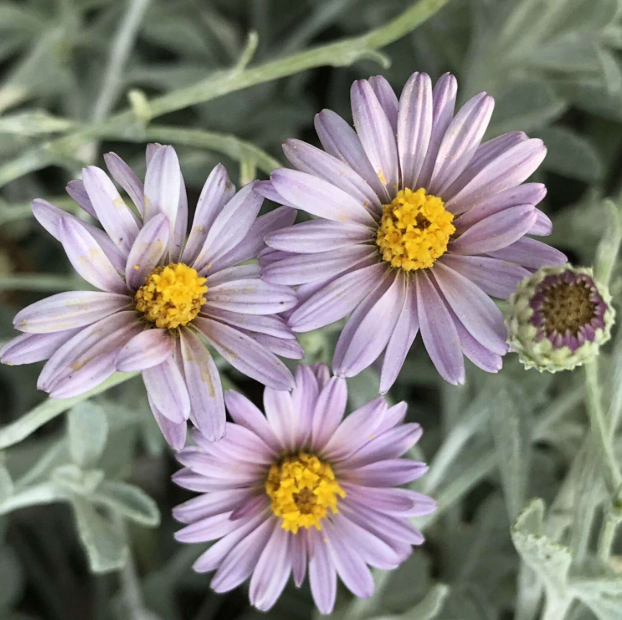 Lessingia F. ‘Silver Carpet’ (California Aster)
