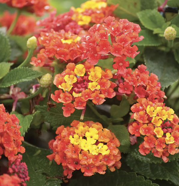 Lantana ‘Bandana Mango’