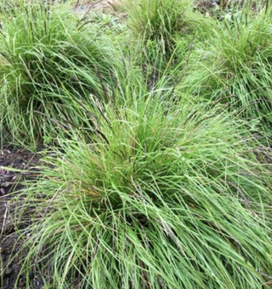 Sesleria ‘Campo Verde’ (Moor Grass)