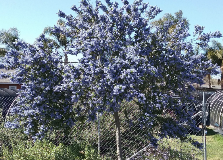 Ceanothus ‘Ray Hartman’ (Standard Tree Form)