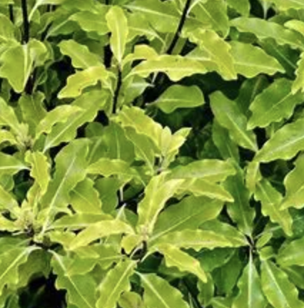 Pittosporum eugenioides (Lemonwood)