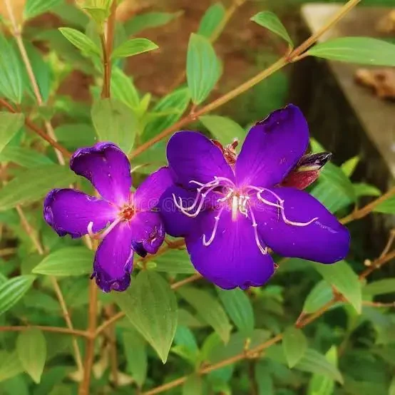 Tibouchina urvilleana (Princess Flower)
