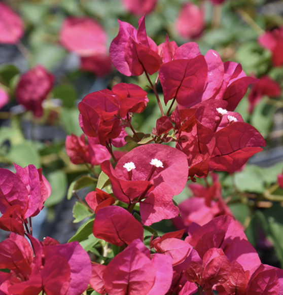 Bougainvillea ‘Barbara Karst’