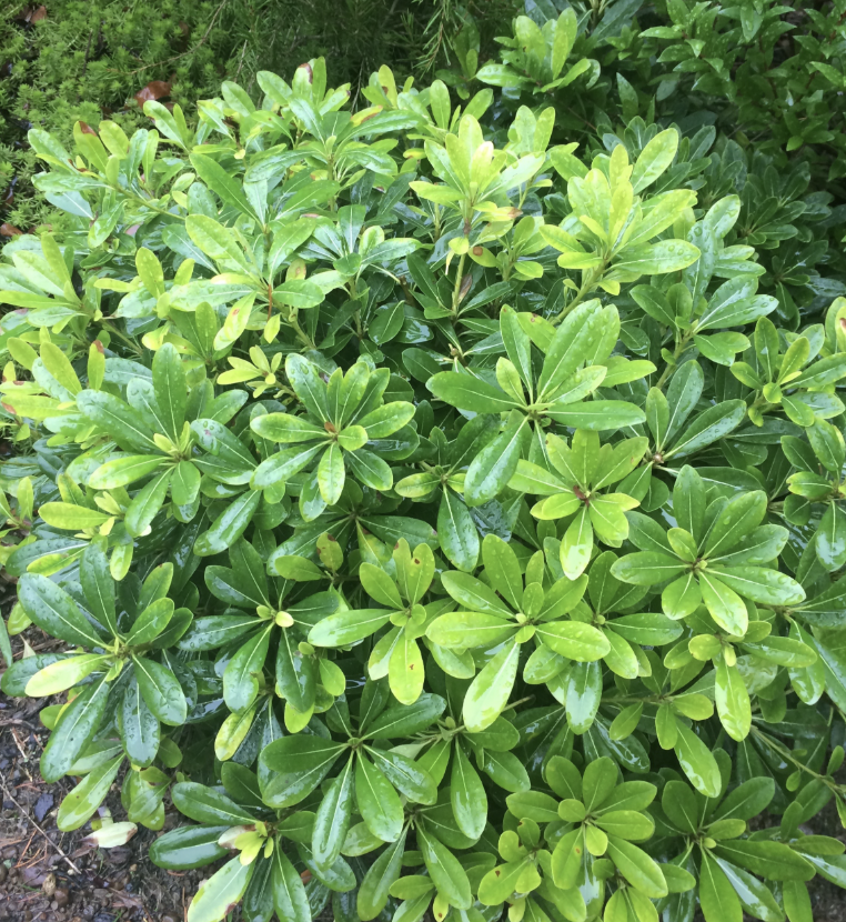 Pittosporum ‘Wheeler’s Dwarf’