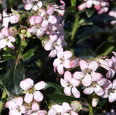 Escallonia × exoniensis ‘Fradesii’ (Escallonia)