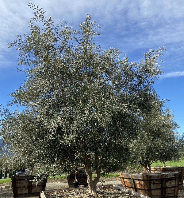Olea europaea ‘Montra’ (Olive Tree / Swan Hill)