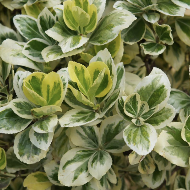 Euonymus J. ‘Silver Queen’