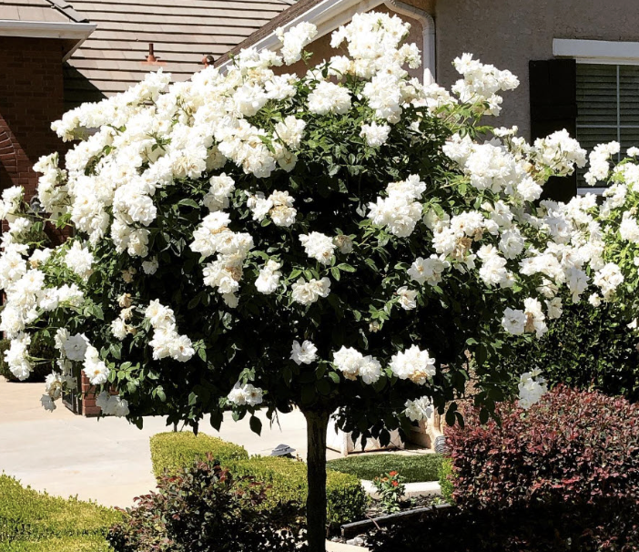 Rosa ‘Iceberg’ (Standard Rose)