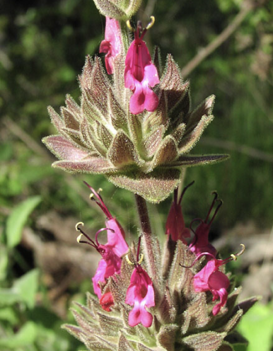 Salvia spathacea (Hummingbird Sage)