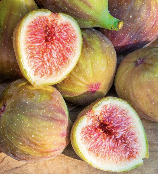 Ficus carica ‘Flanders’ (Fig)