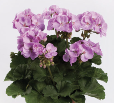 Pelargonium H. ‘Darko Blue’ (Zonal Geranium)
