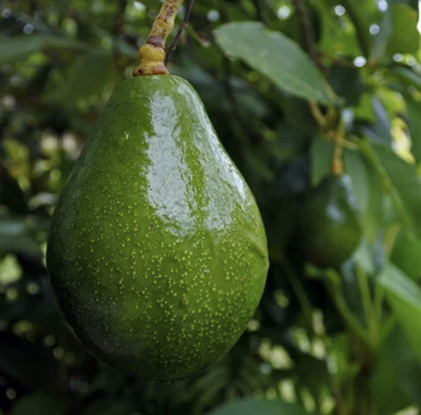 Persea americana ‘Sir Prize’ (Avocado, Type B)