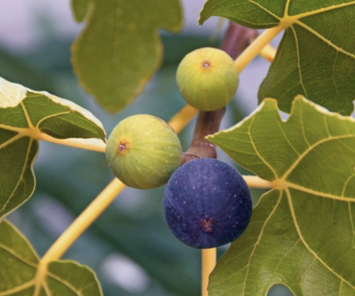 Ficus carica ‘Brown Turkey’ (Fig)