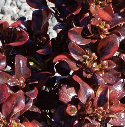 Coprosma ‘Tequila Sunrise’