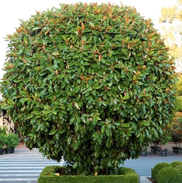 Magnolia grandiflora ‘St. Mary’