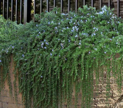Rosmarinus officinalis ‘Prostratus’ (Creeping Rosemary)