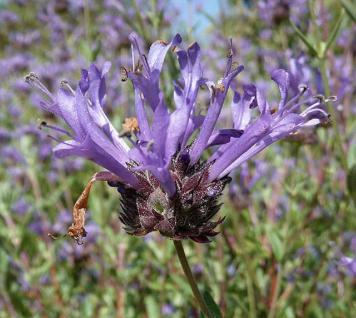 Salvia clevelandii ‘Winifred Gilman’ (Cleveland Sage)