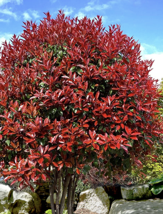 Photinia × fraseri (Red Tip Photinia)