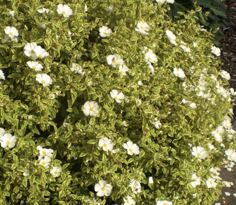 Cistus ‘Little Miss Sunshine’ (Rockrose)