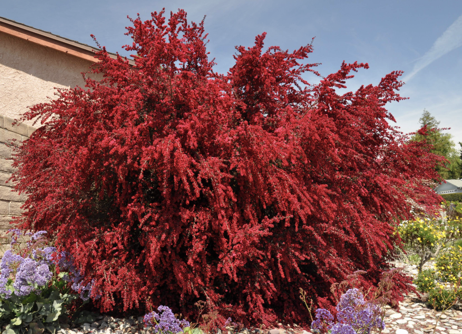 Leptospermum scoparium ‘Ruby Glow’