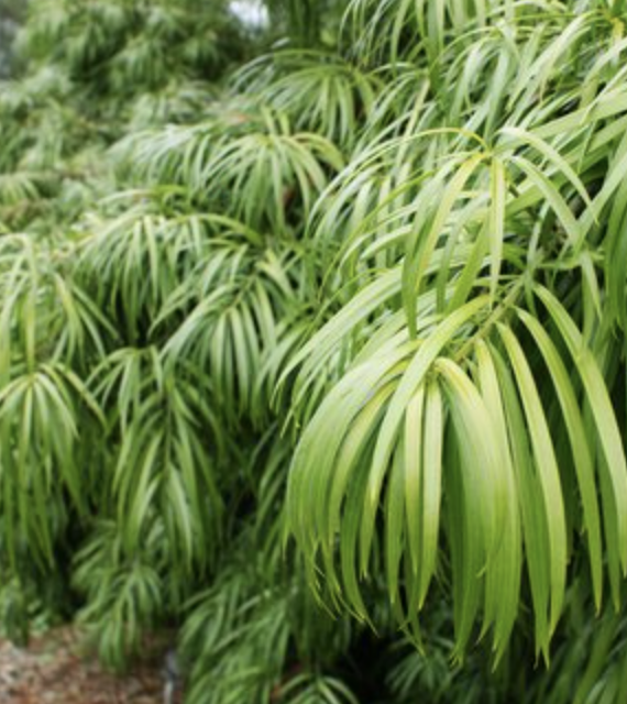 Podocarpus henkelii (Long-leaf Podocarpus)