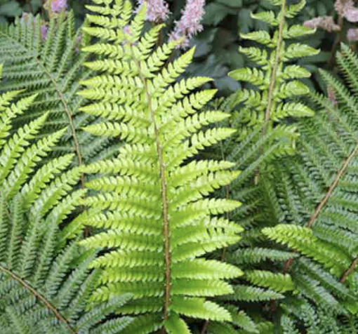 Polystichum setiferum (Soft Shield Fern)