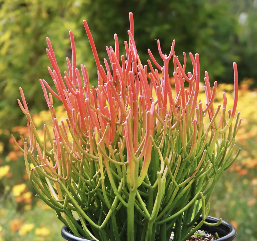 Euphorbia tirucalli ‘Sticks on Fire’ (Firesticks)