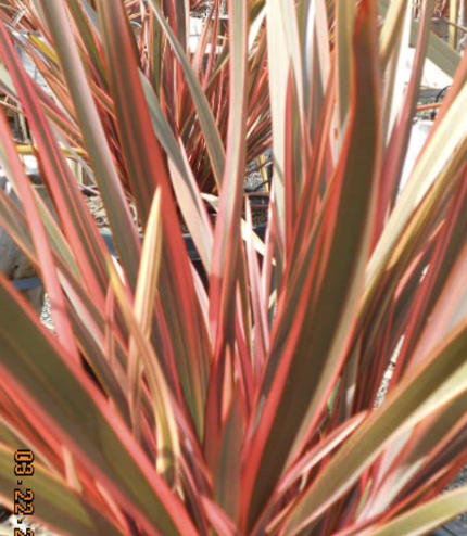 Phormium ‘Maori Queen’