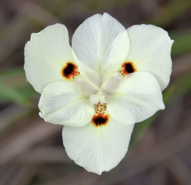 Dietes bicolor (African Iris)