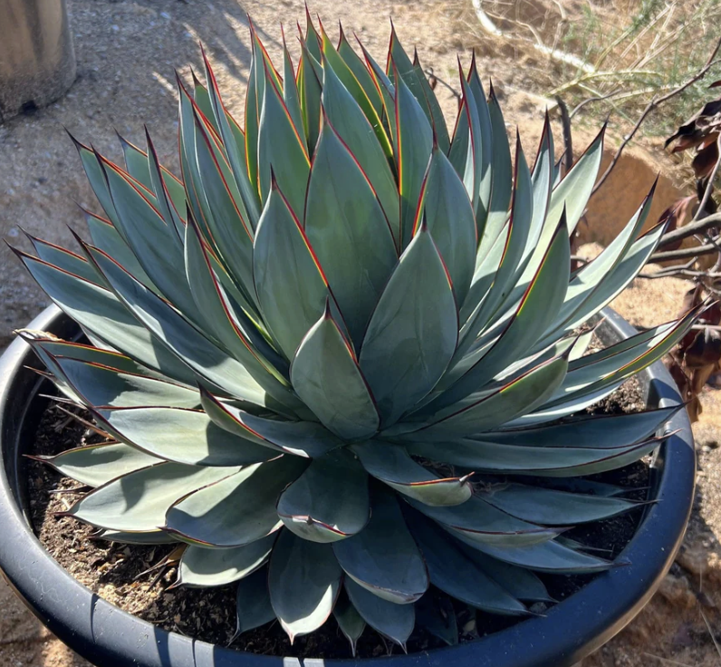 Agave ‘Blue Glow’