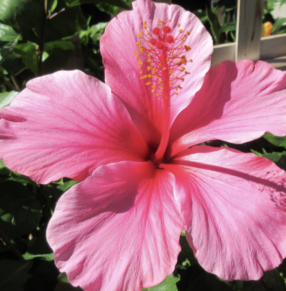 Hibiscus rosa-sinensis ‘Lipstick’ (Tropical Hibiscus)