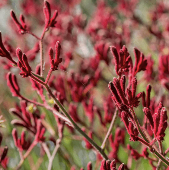 Anigozanthos ‘Big Red’ (Kangaroo Paw)