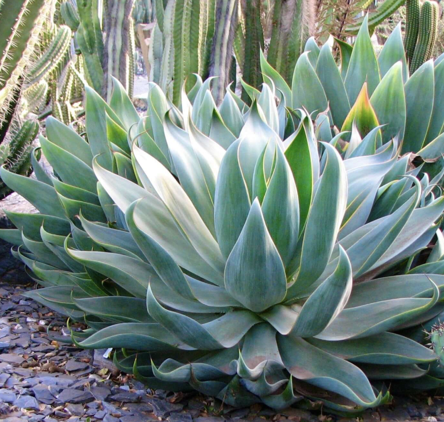 Agave ‘Blue Flame’