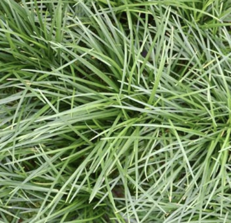 Ophiopogon Japonicus (Lilyturf / Mondo Grass)