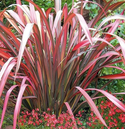 Phormium ‘Evening Glow’