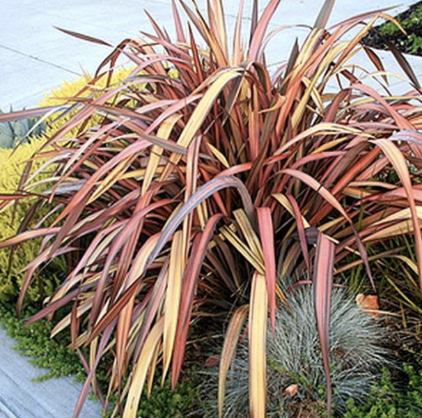 Phormium ‘Jester’
