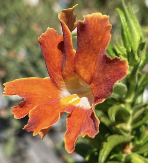 Mimulus ‘Jelly Bean Orange’ (Monkey Flower)