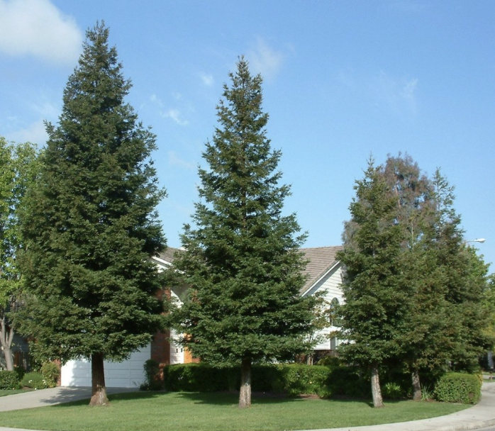 Sequoia sempervirens ‘Aptos Blue’ (Coast Redwood)