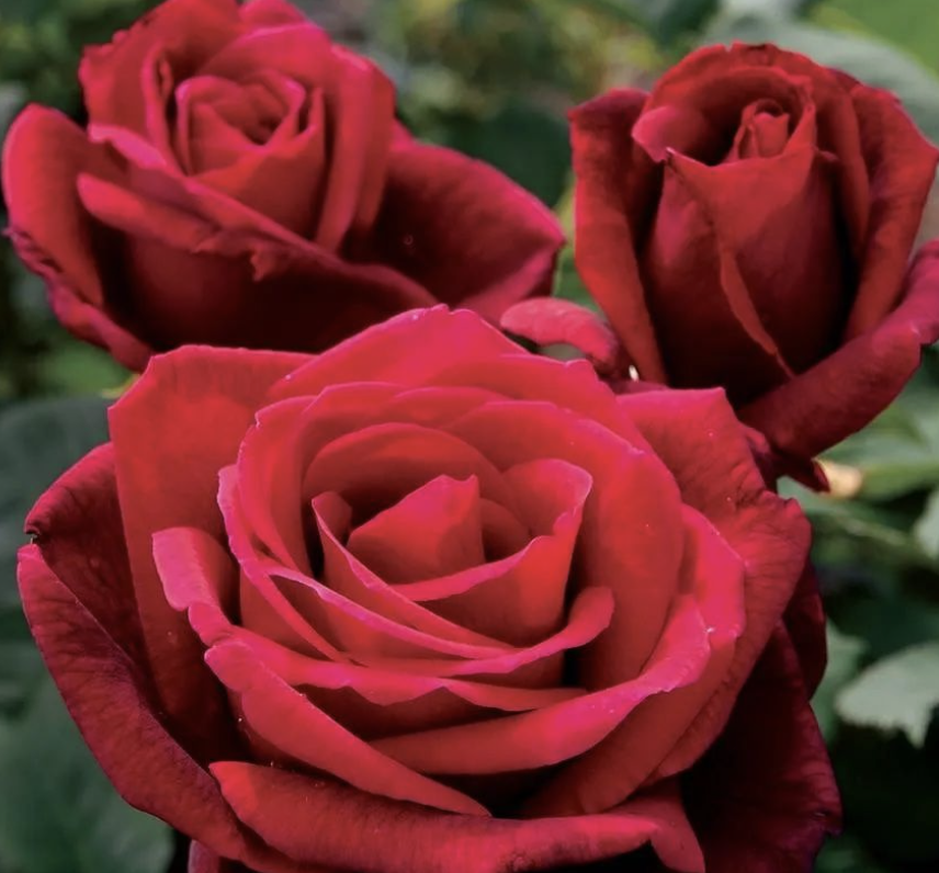 Rosa ‘Mr. Lincoln’ (Hybrid Tea Standard)