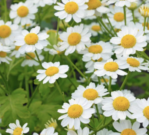 Tanacetum parthenium ‘Aureum’ (Golden Feverfew)