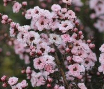 Leptospermum scoparium ‘Apple Blossom’ (Tea Tree)