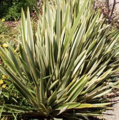 Phormium ‘Tony Tiger’