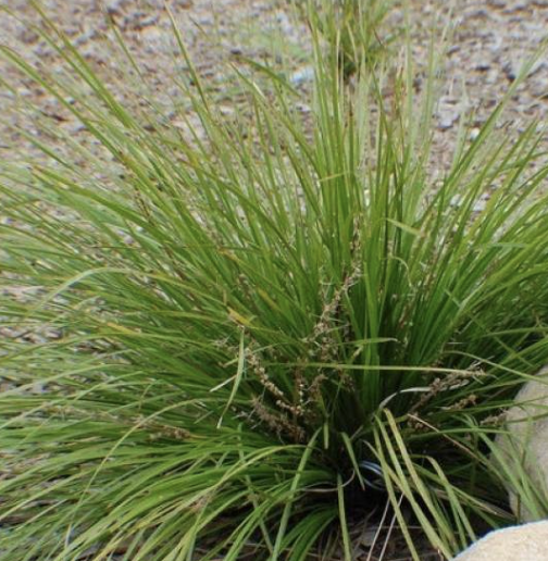 Lomandra longifolia ‘Breeze’ (Mat Rush)