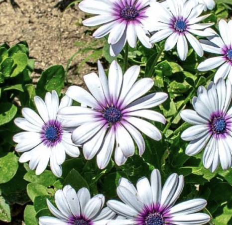 Osteospermum ‘Compact Purple’ (African Daisy)
