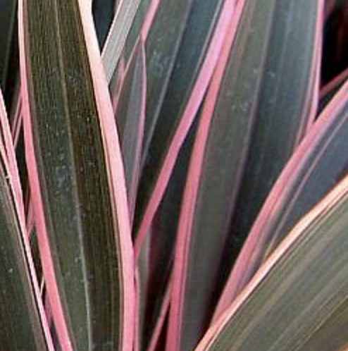 Phormium ‘Pink Stripe’