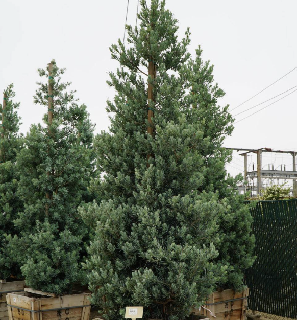 Podocarpus elongatus ‘Crystal Blue’